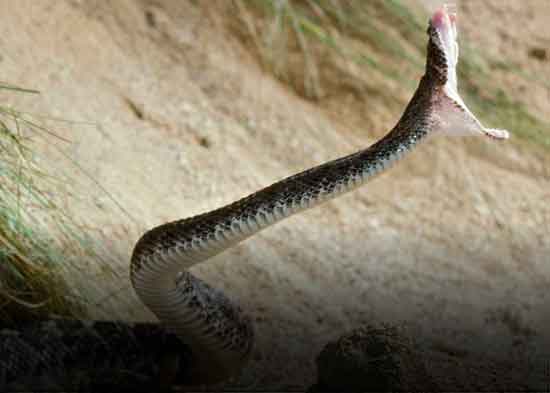 900 dosis de veneno convierten su sangre en un antídoto "sin precedentes" para las mordeduras de serpiente
