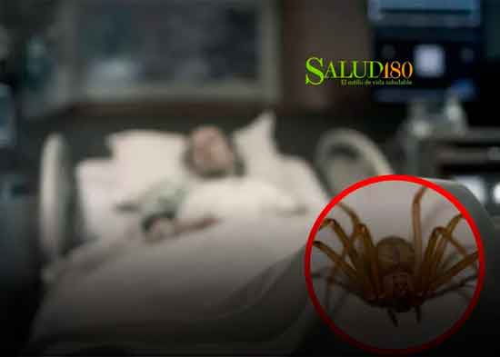 Muere joven, de 31 años, por mordedura de araña violinista en México