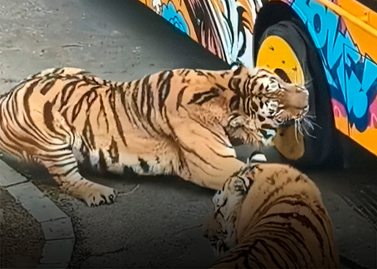 VIDEO: Tigre trata de calmar a su compañero 'comeruedas' y se mete en un lío