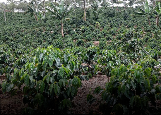 Productores de café advierten falta de apoyo mantiene estancado sector