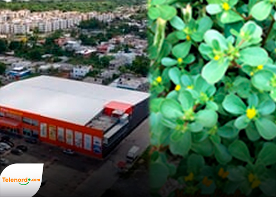 Como Verdolaga