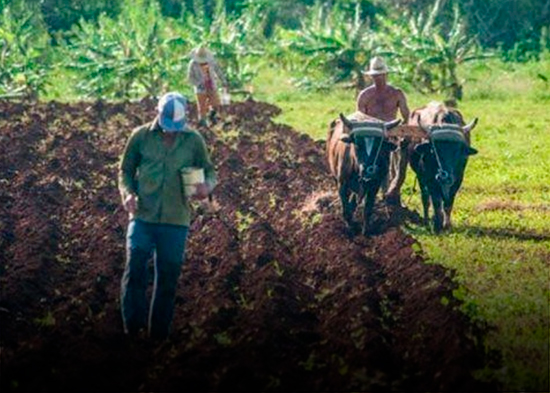 Cuba aprueba el usufructo de tierras del Estado